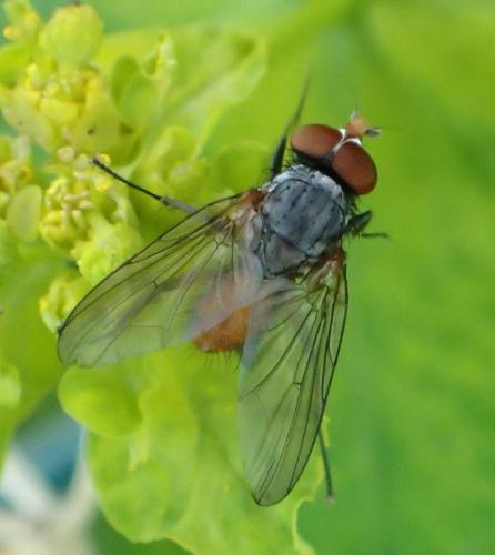 Réf. 294 607 : Pegomya sp.